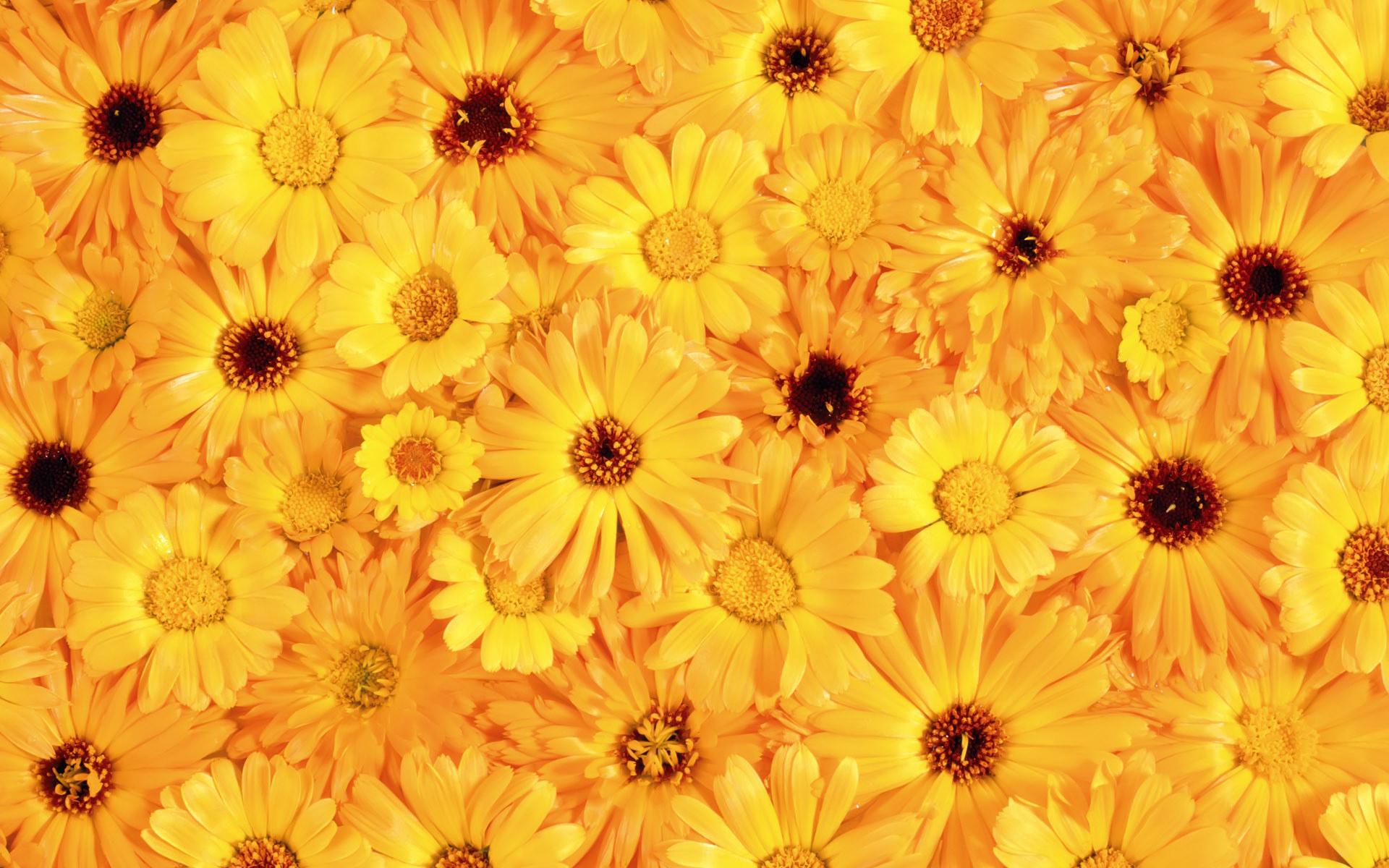 1920x1200 Yellow Colour Wallpaper (1920x 909.53 Kb)