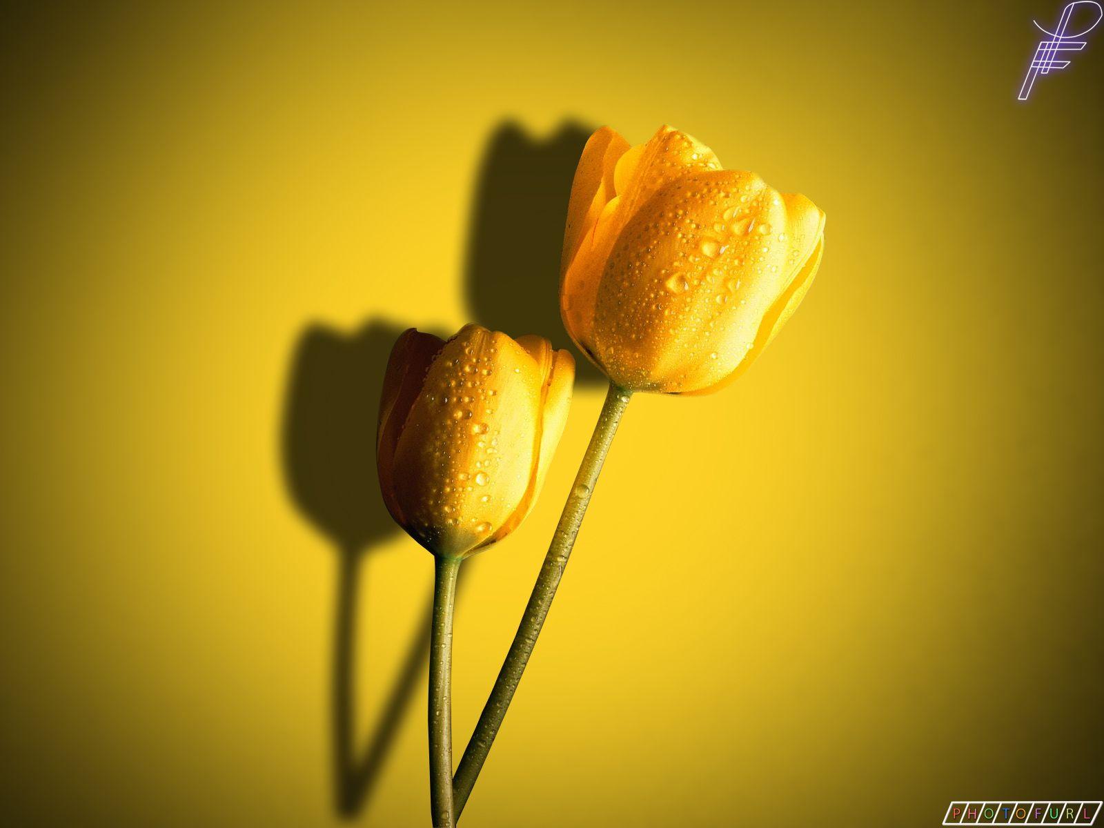 1600x1200 HD Flower Free 2012 Wallpaper Download Of Red Pink And Yellow