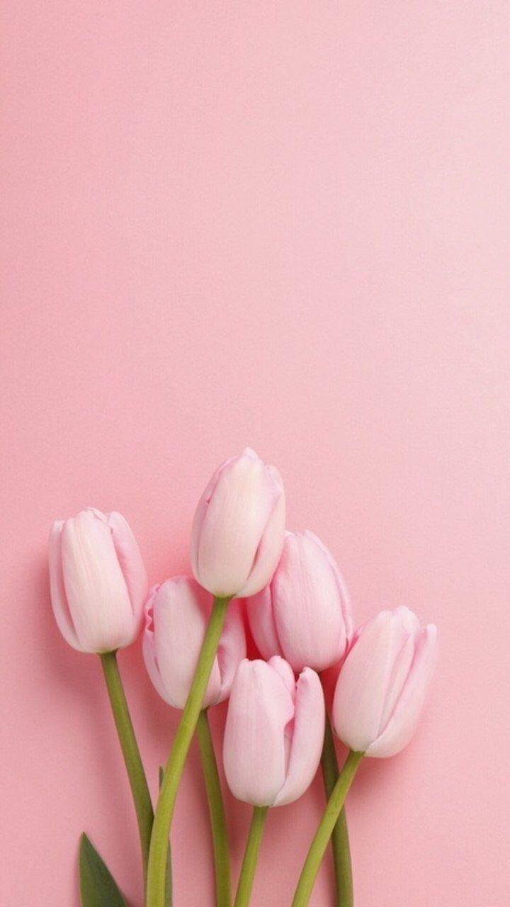 Colorful tulips phone wallpaper pink  Premium Vector Illustration   rawpixel