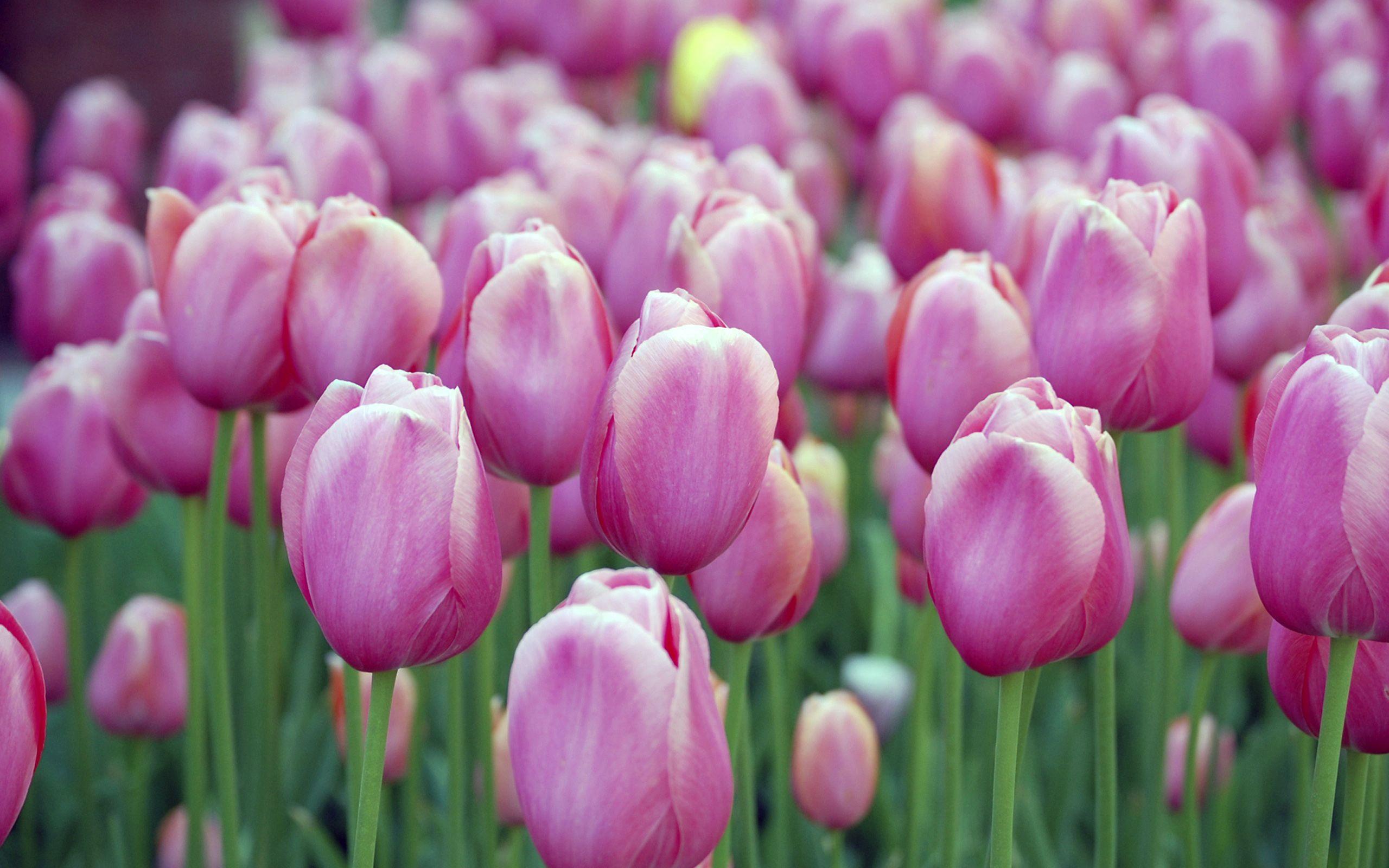 2560x1600 Pink Tulips Wallpaper