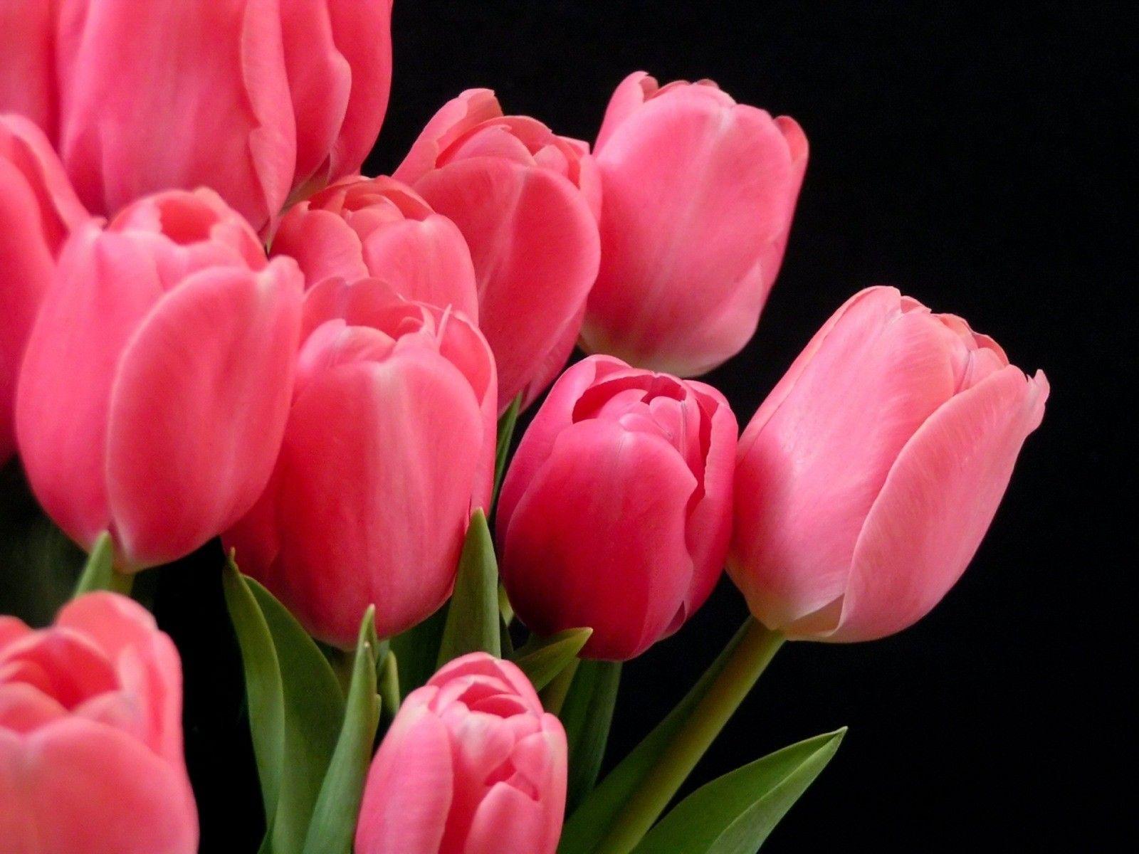 1600x1200 Free download desktop wallpaper of pink tulips computer desktop