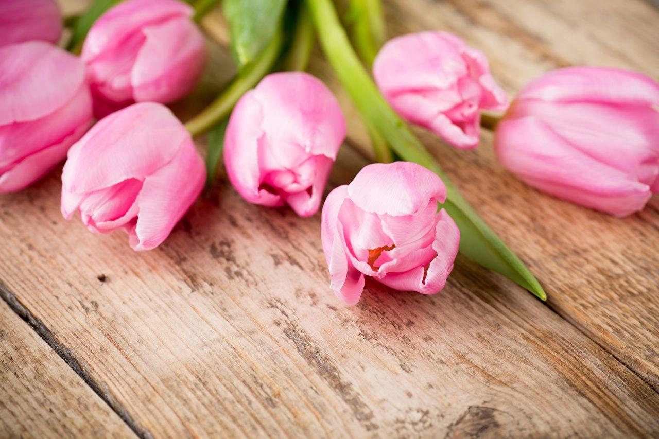 1280x853 Wallpaper tulip Pink color Flowers Closeup Wood planks