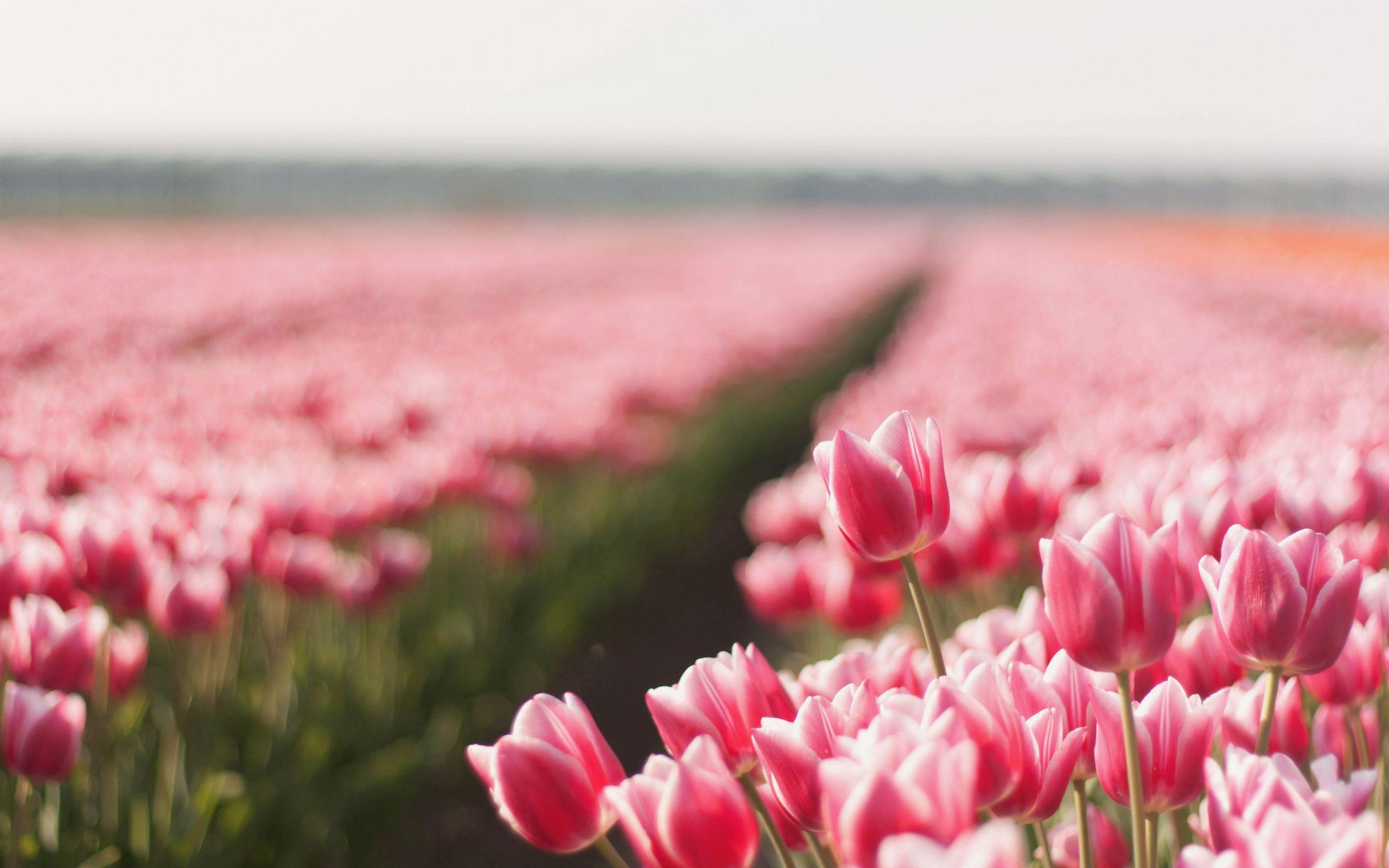 2560x1600 Pink Tulips 22694 2560x1600px