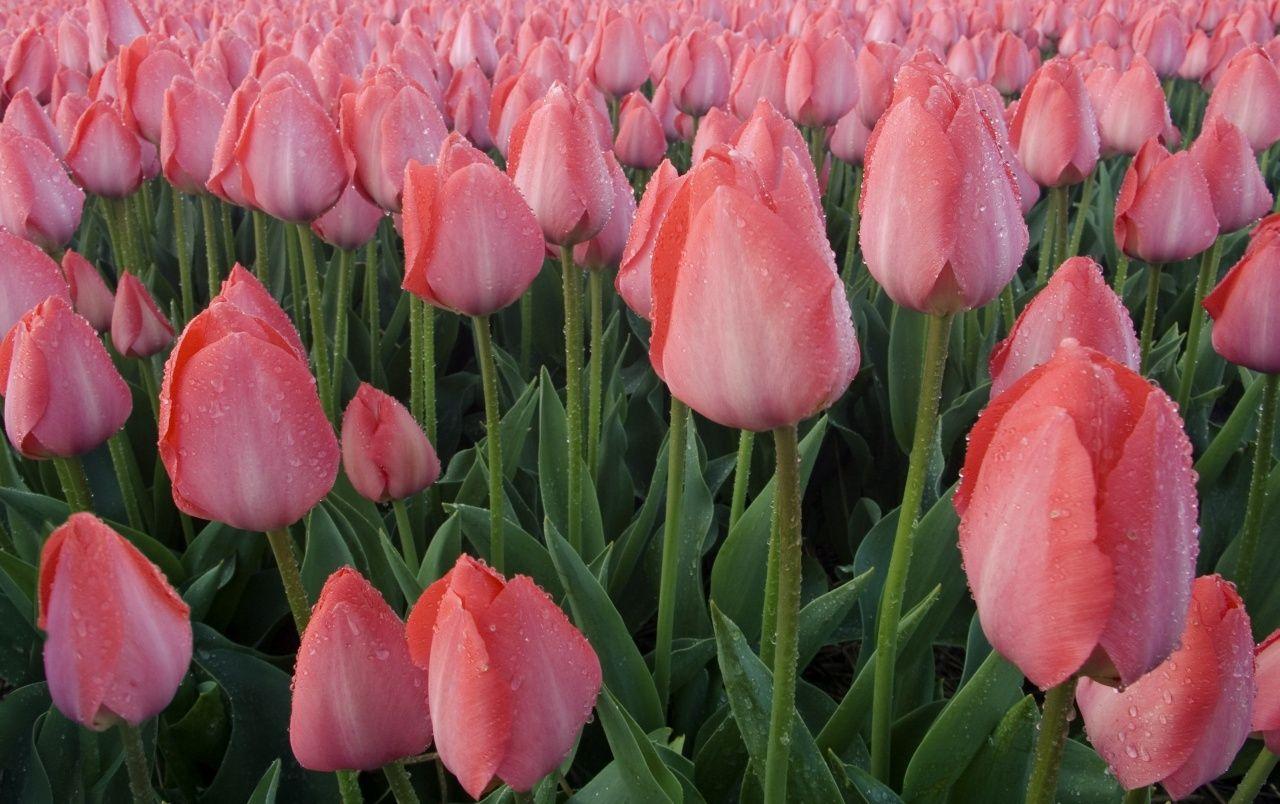 1280x804 Pink tulips wallpaper. Pink tulips