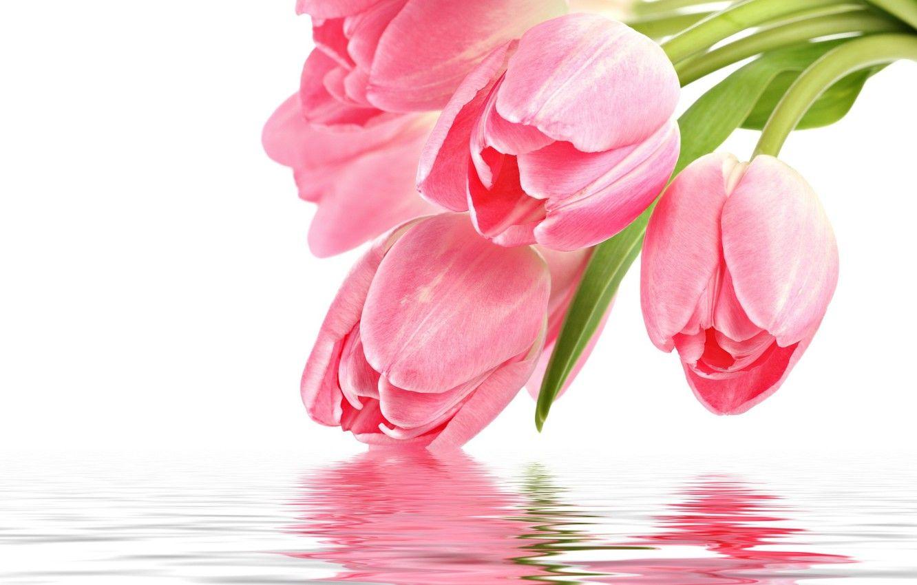 1332x850 Wallpaper flowers, reflection, pink, Tulip, pink, flowers, for you