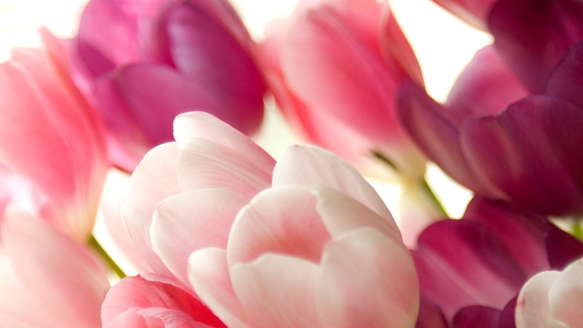 1920x1080 Pink Tulips Wallpaper