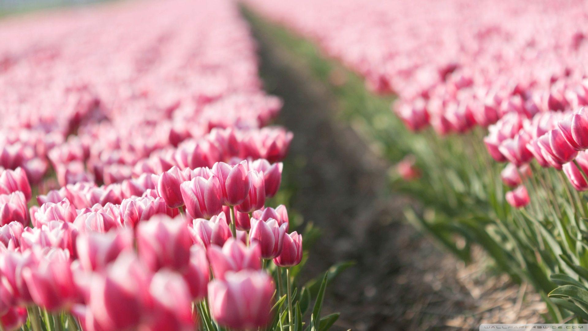 1920x1080 Free download Pink Tulip Field 2 Wallpaper 1920x1080 Pink Tulip