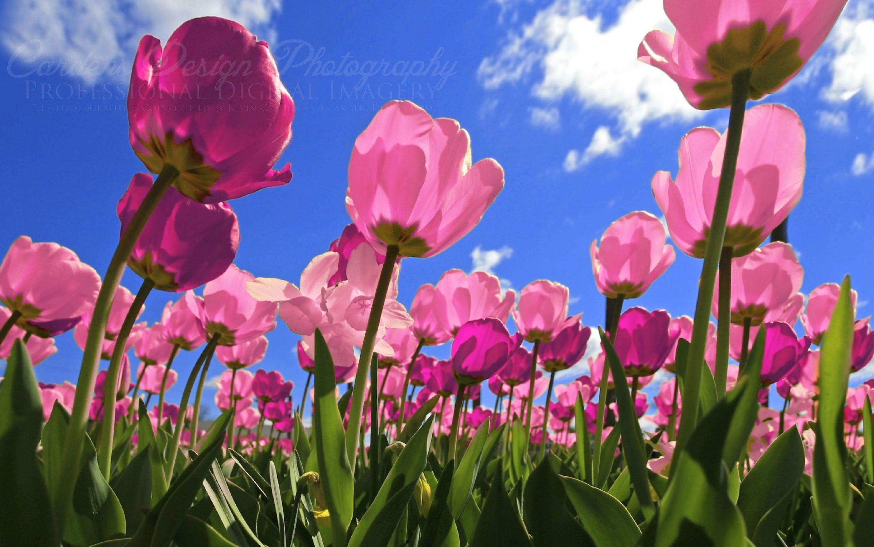 3000x1879 Tulip Wallpaper