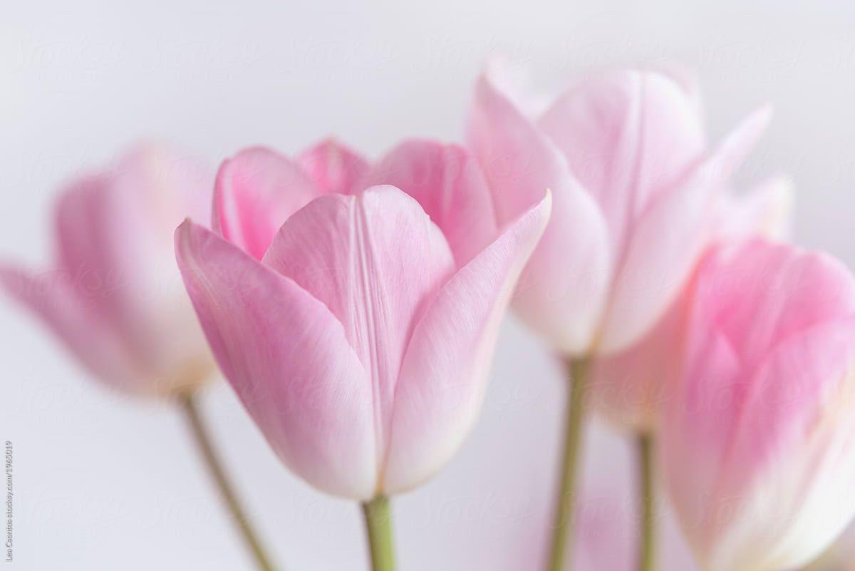 1200x801 A bunch of pale pink tulips