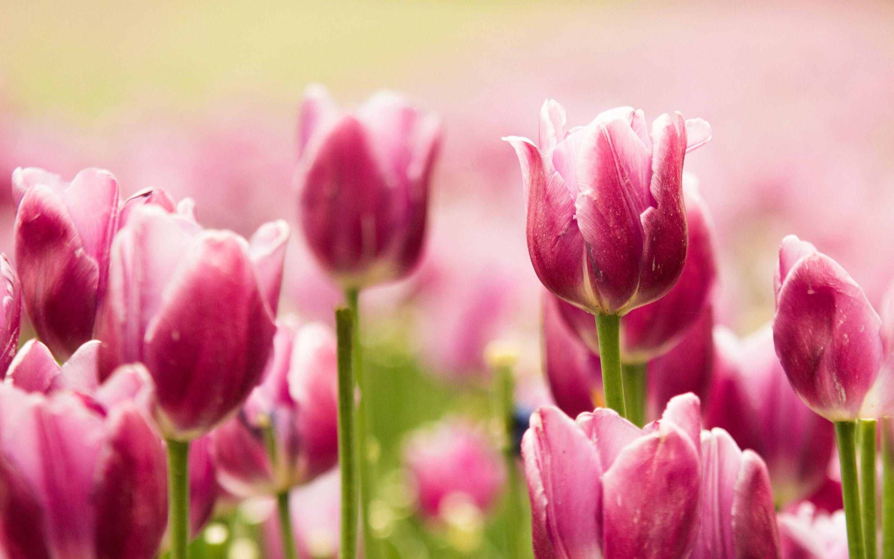 2880x1800 Beautiful Pink Tulips HD wallpaper