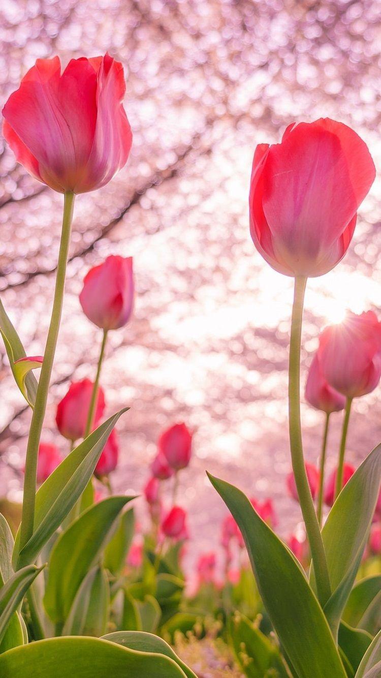 750x1334 Pink Tulips Flowering, Trees, Spring 750x1334 IPhone 8 7 6 6S Wallpaper, Background, Picture, Image