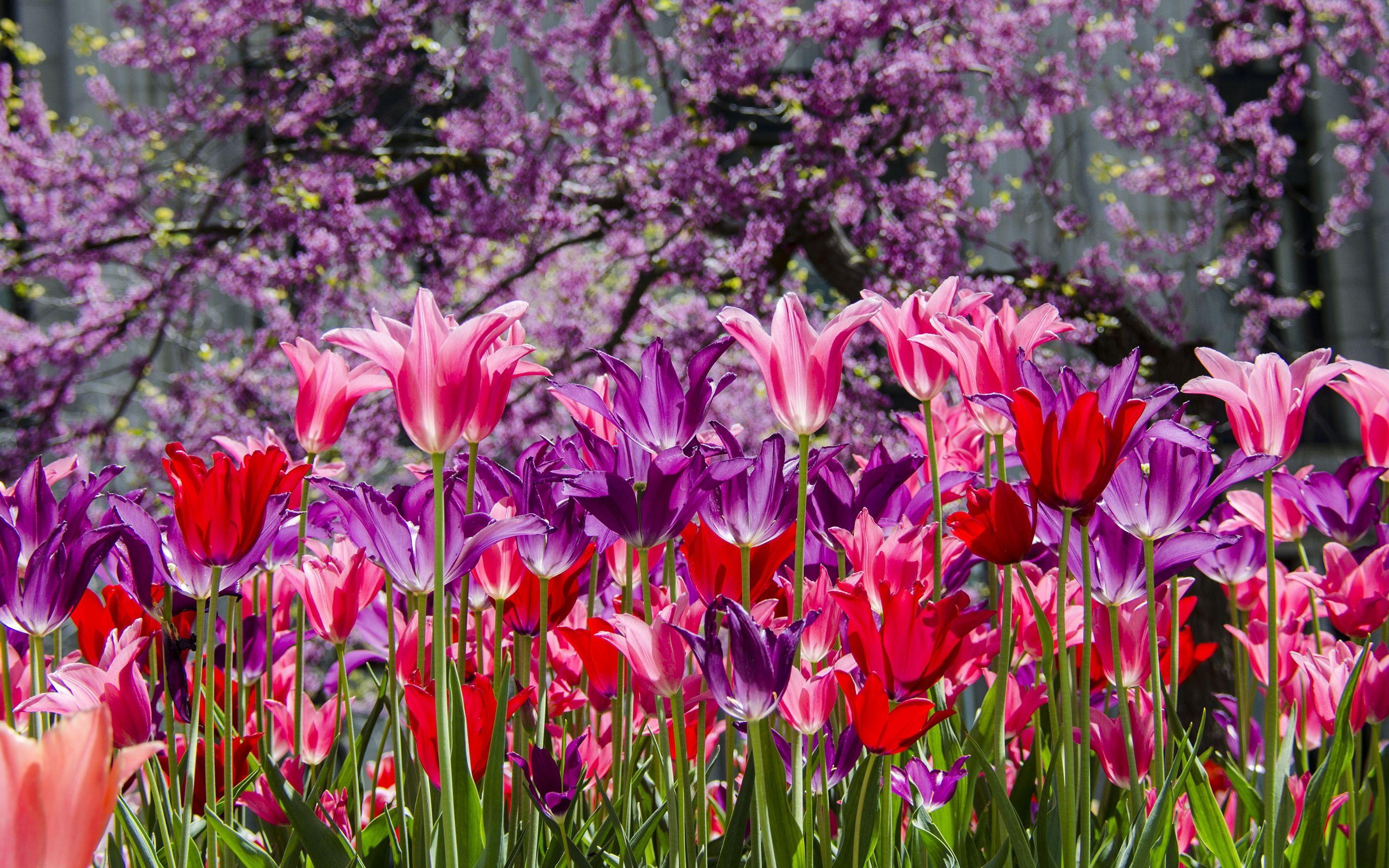 2880x1800 Park purple pink tulips wallpaperx1800