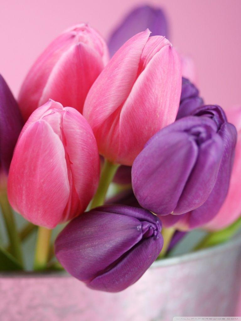 768x1024 Pink.tulips.wallpaper.modile