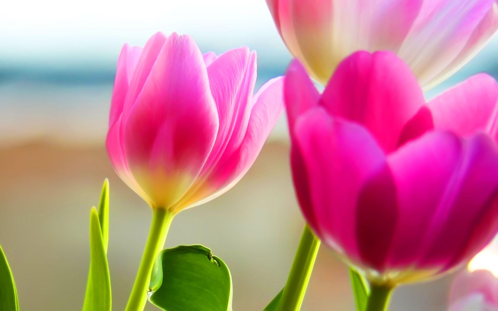 1920x1200 Tulips Desktop Background. Pink Tulips