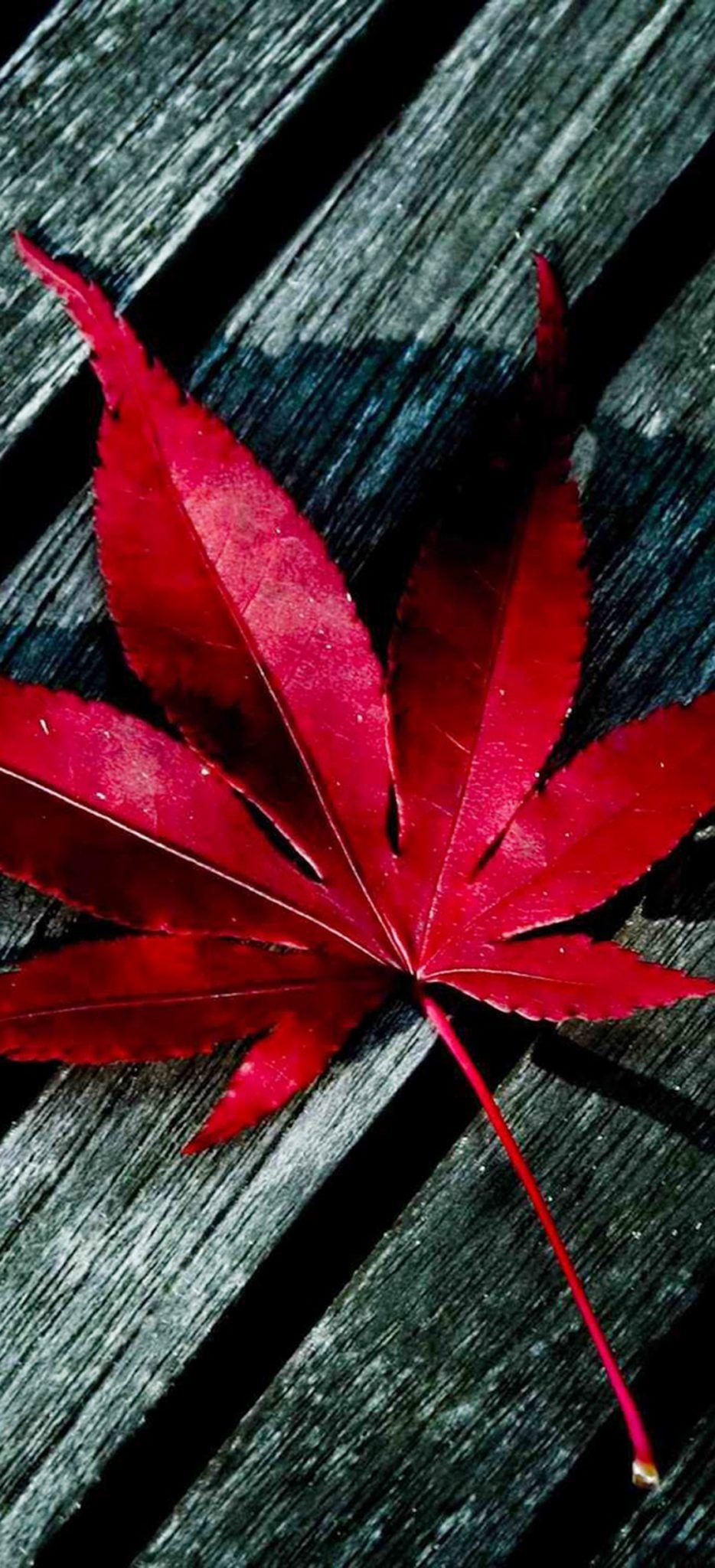 934x2048 Free download iPhone X Autumn Wallpaper HD [934x2048]