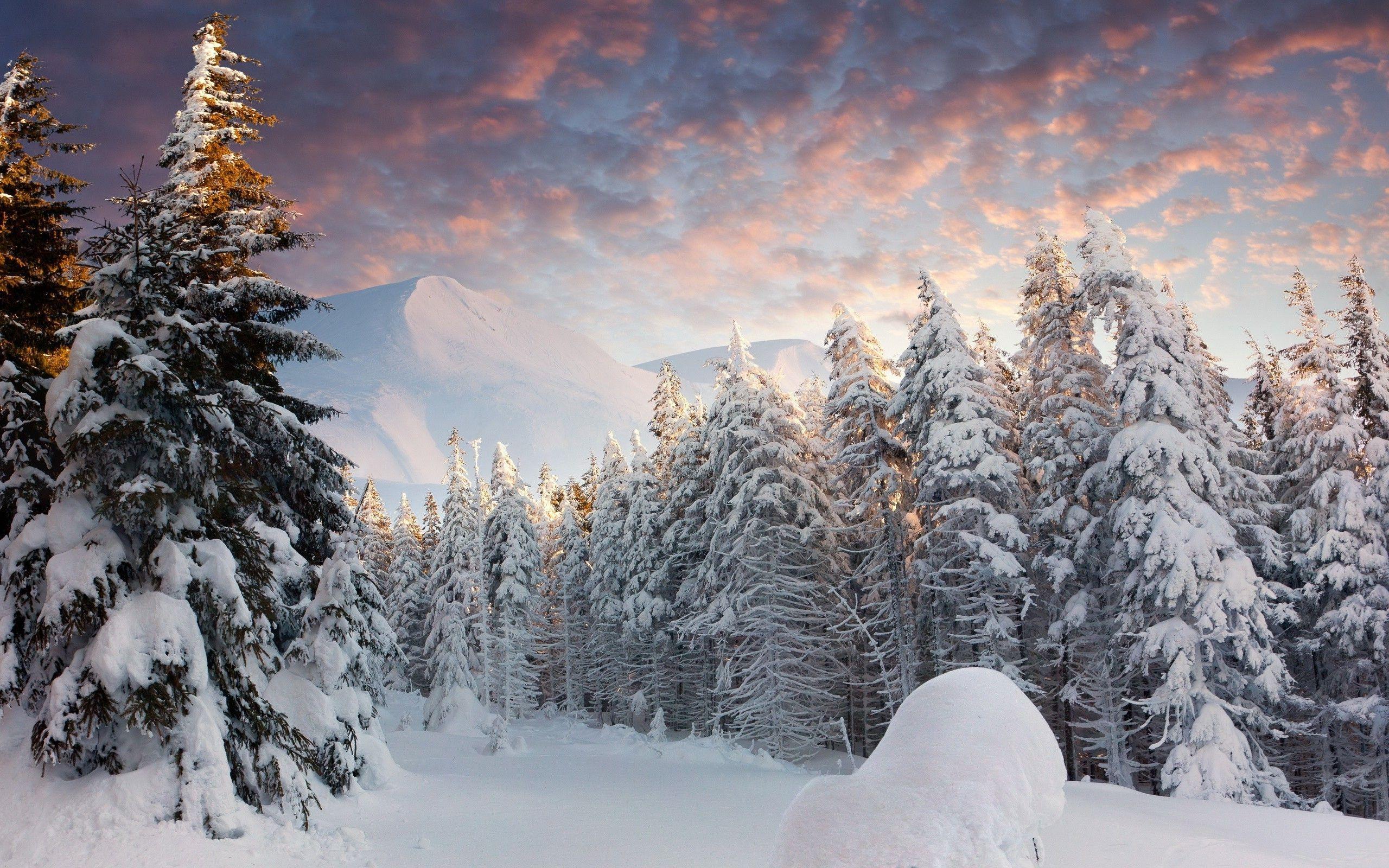 Snow Forest Wallpapers - Top Free Snow Forest Backgrounds - WallpaperAccess