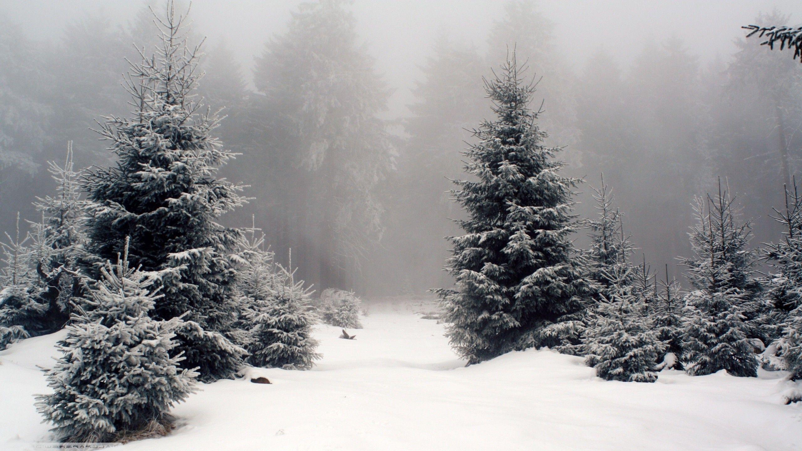 Snow Forest Wallpapers Top Free Snow Forest Backgrounds