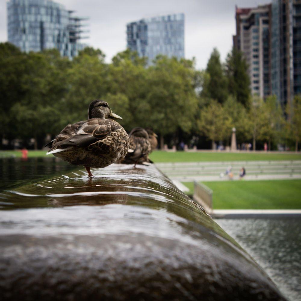 1000x1000 W Bellevue Picture. Download Free Image