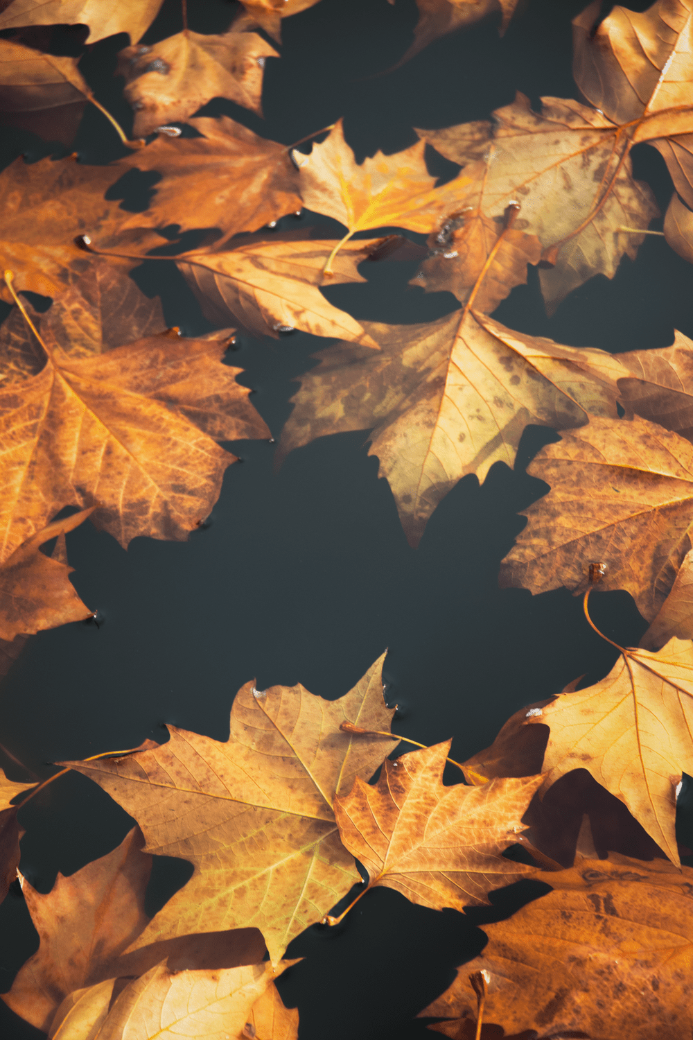 1000x1500 Bellevue Park, Bellevue, United States Picture. Download Free