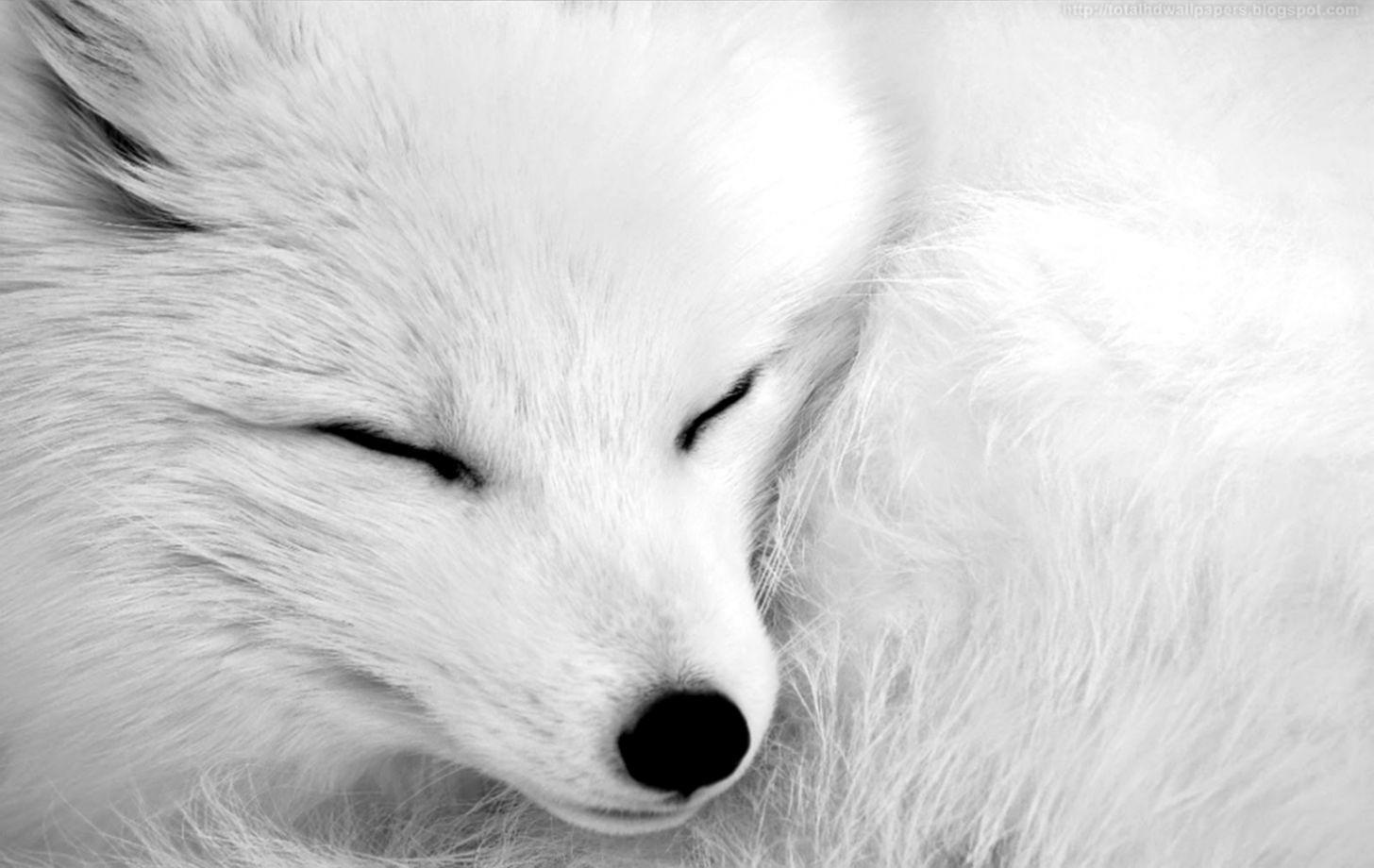 1456x920 White Fox HD Wallpaper For Desktop. Best Image Background