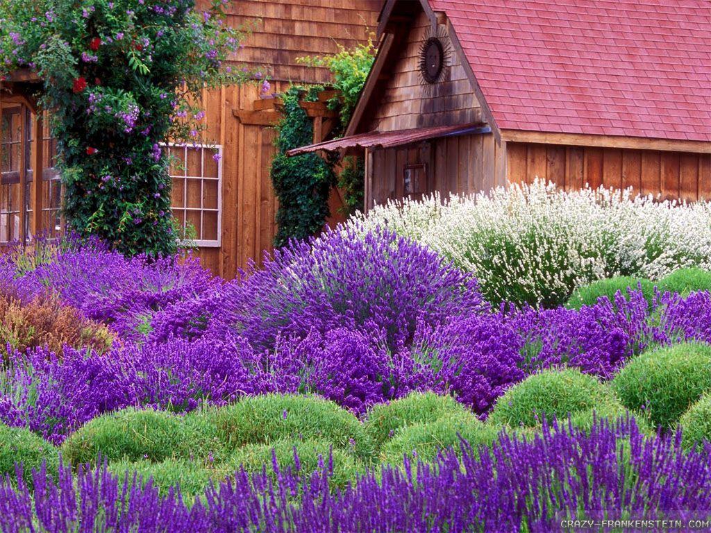 1024x768 Lavender Beautiful Flower Garden Wallpaper 1024x768