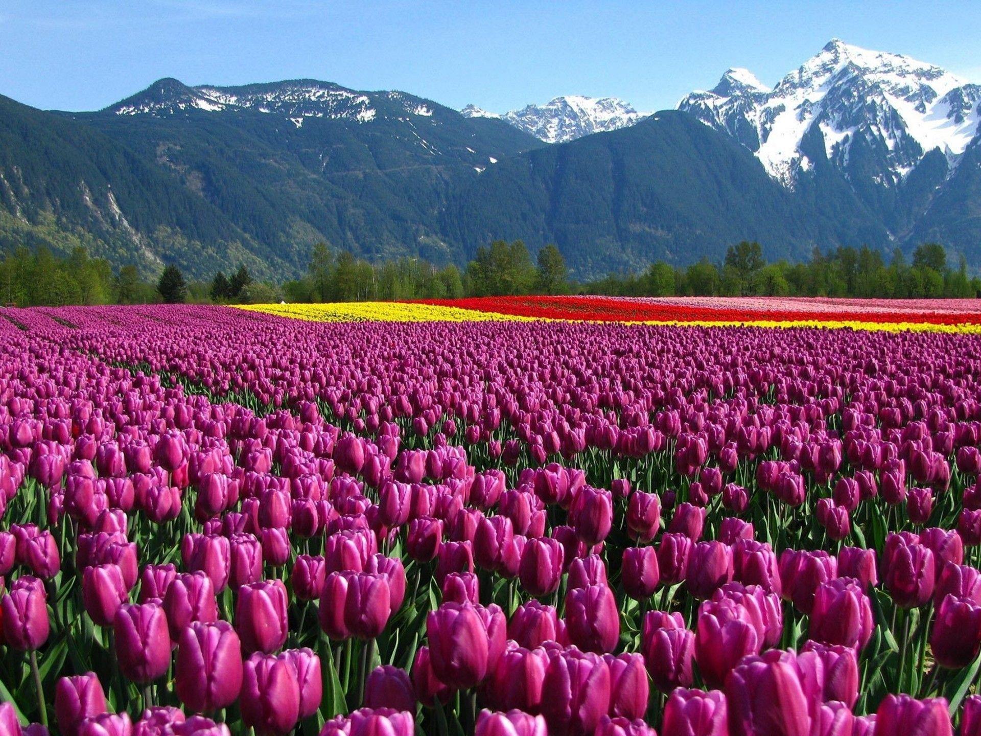 1920x1440 Beautiful Tulip Flower Garden Wallpaper Full HD :