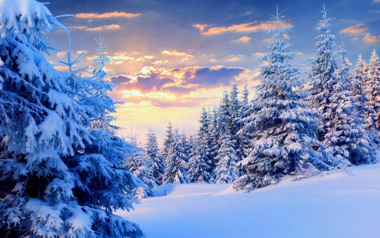 1280x804 Firs Under Snow Forest wallpaper. Firs Under Snow Forest