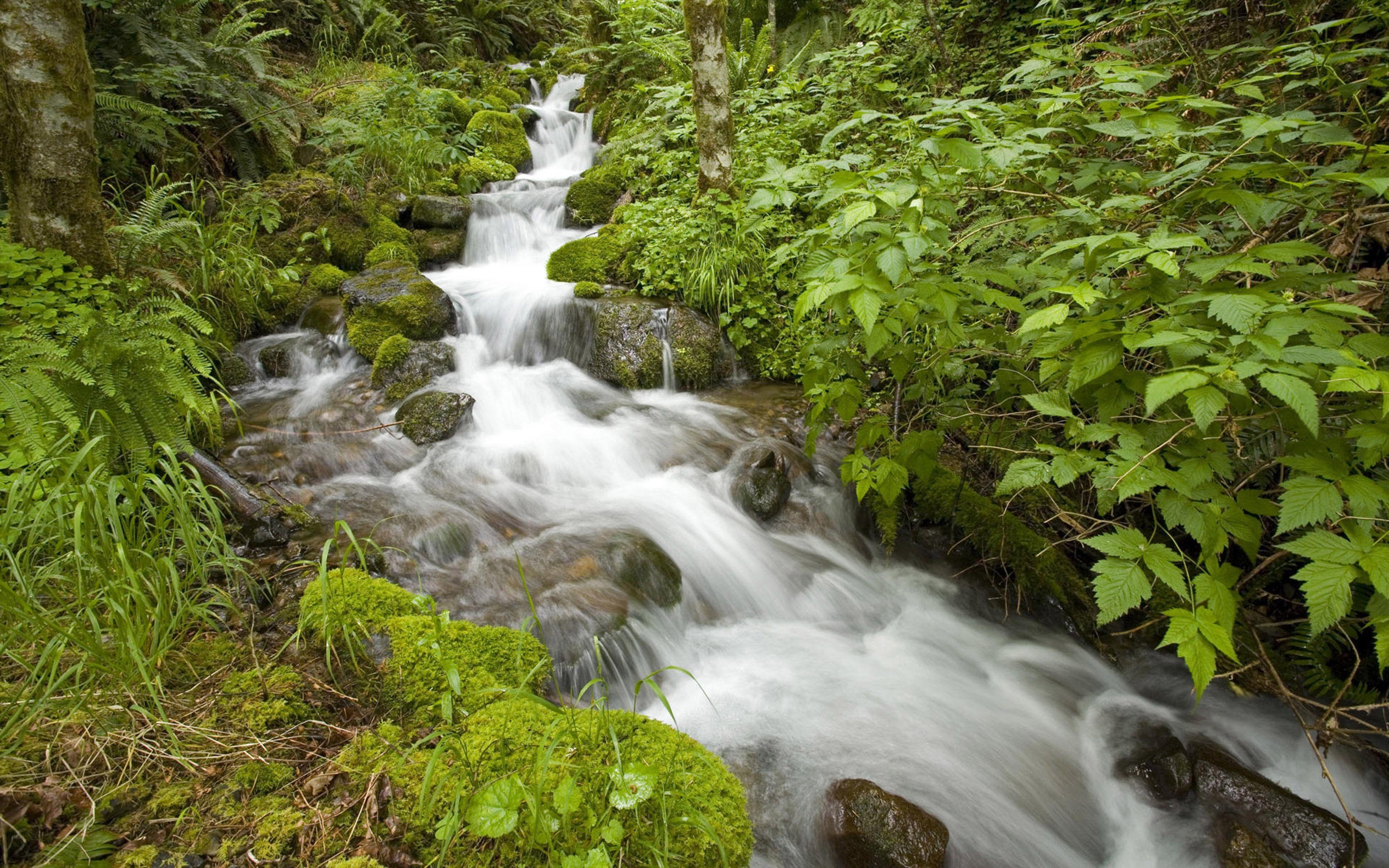 Creek traducción