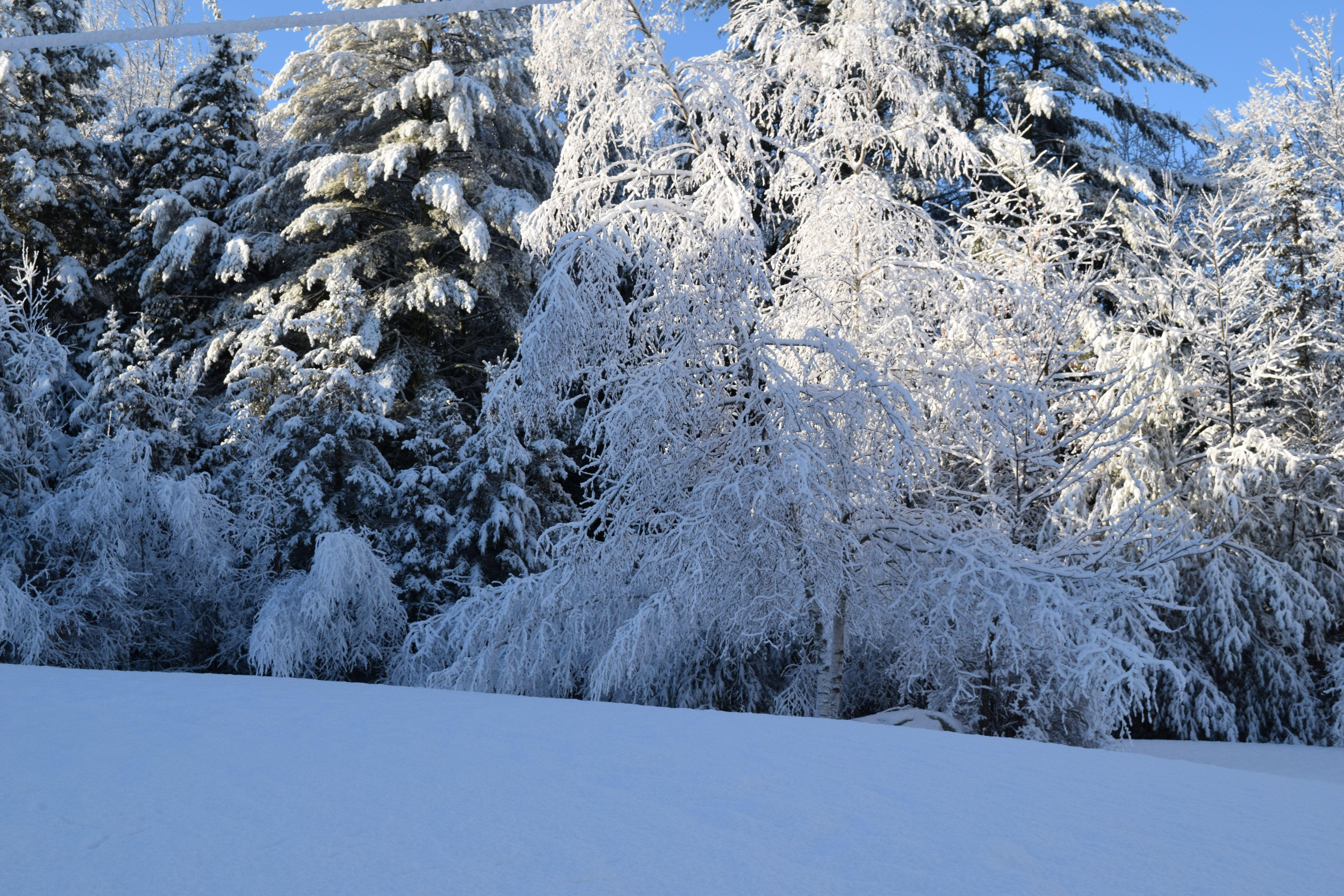 6000x4000 Free of New Hampshire Winter