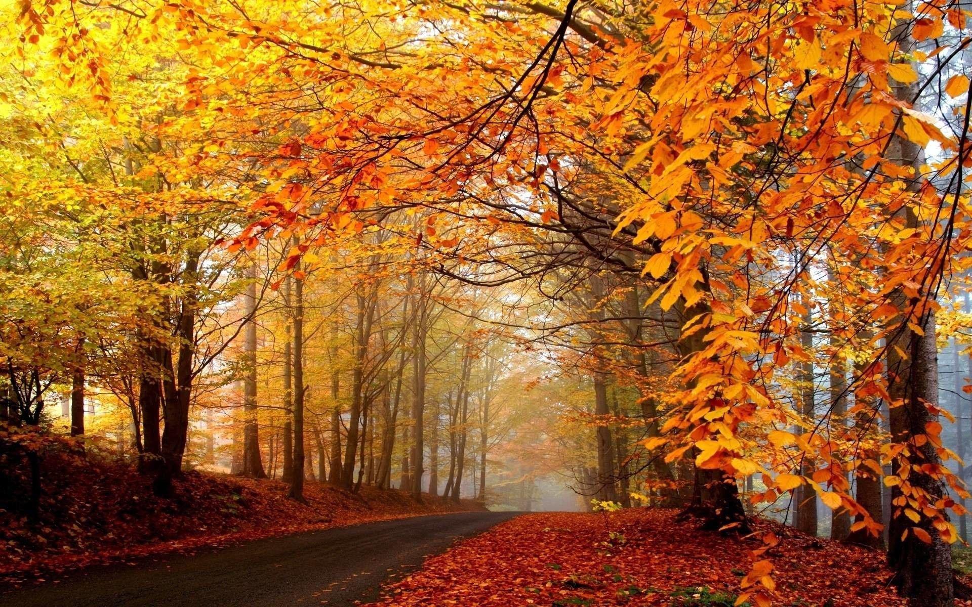 1920x1200 Fall Trees Background