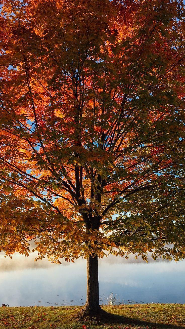 736x1308 iPhone Wallpaper To Fall In Love With Autumn. iPhone