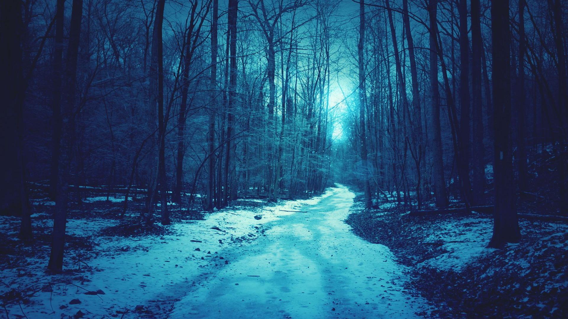 1920x1080 The Winter Snow Forest Shallow Blue Background Widescreen and HD