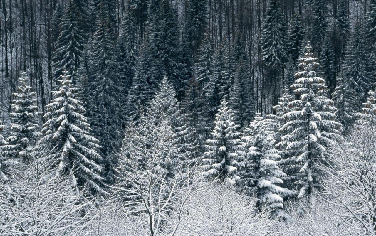 1280x804 Snow Trees Forest wallpaper. Snow Trees Forest