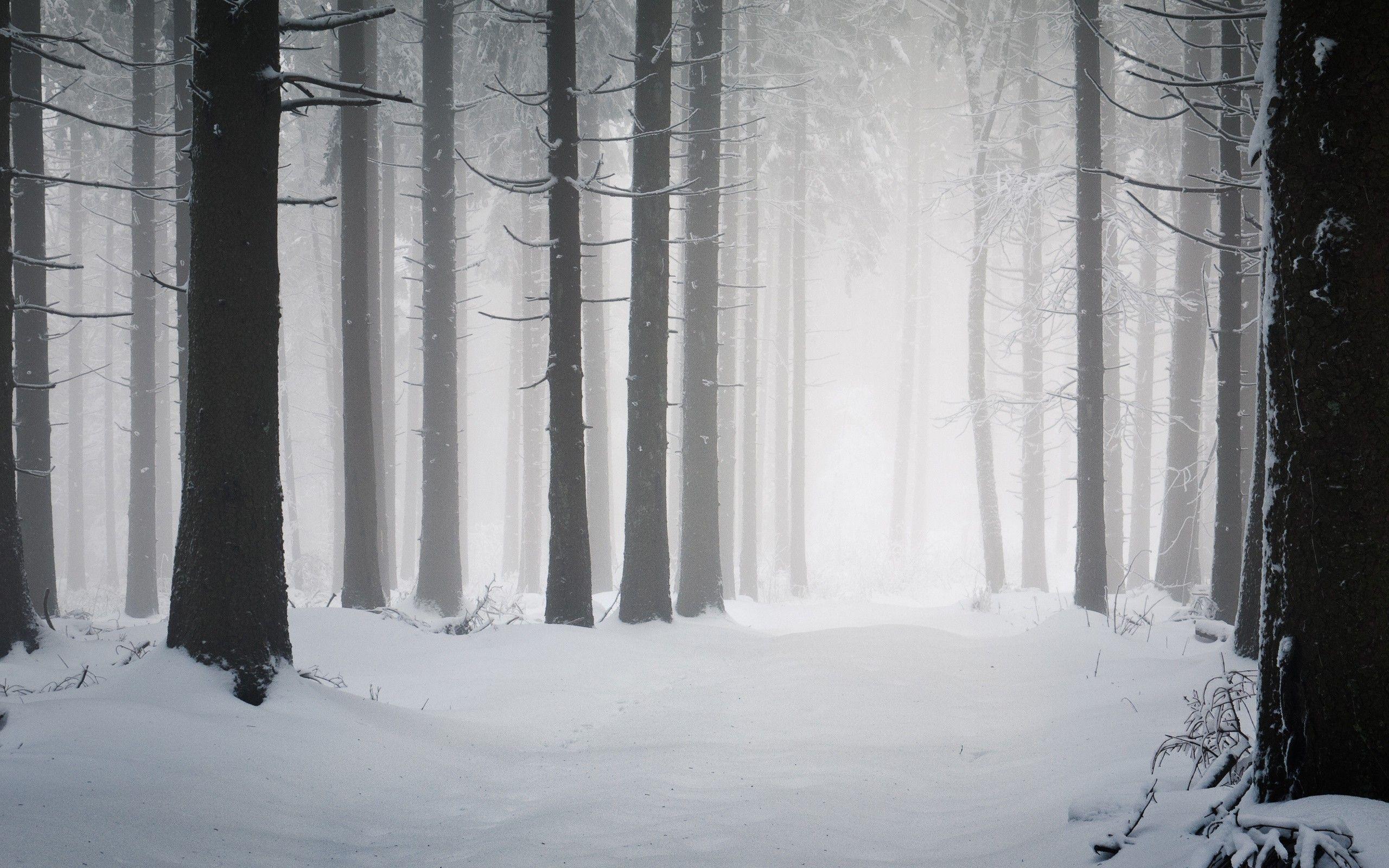 2560x1600 Forest: Beautiful Nature Trees Snow Forest Winter Wallpaper