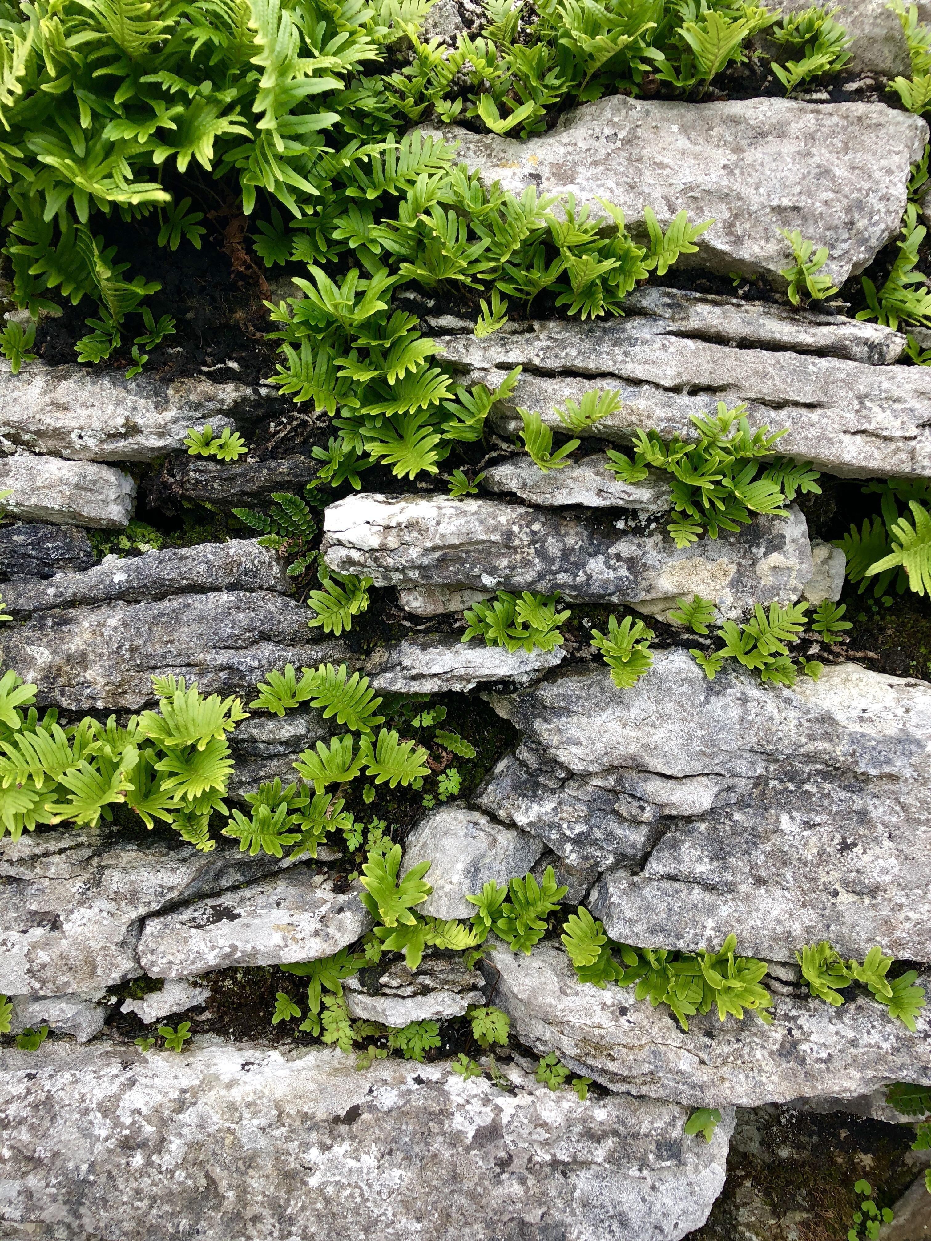 3024x4032 year old fort wall in Caherconnell Ireland. (3024x4032). Old