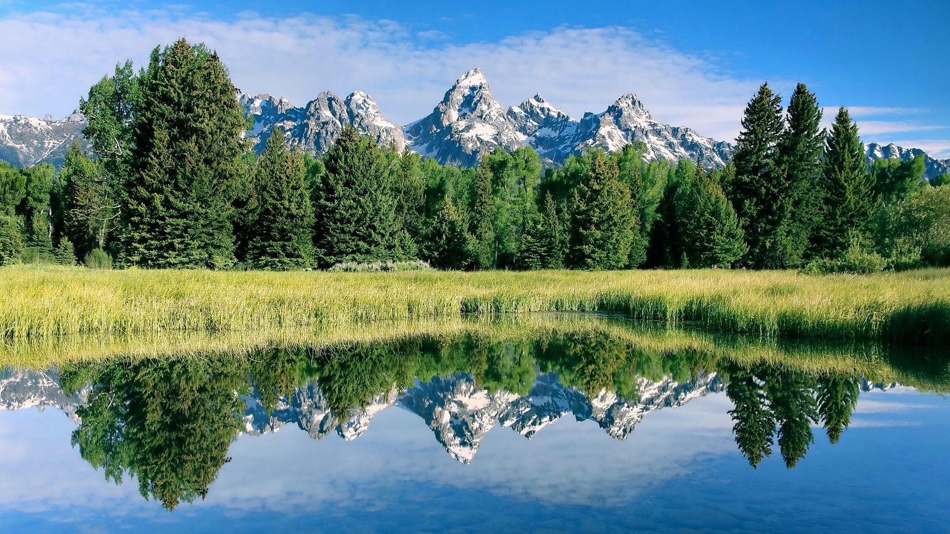 1920x1080 Trees with Water Wallpaper