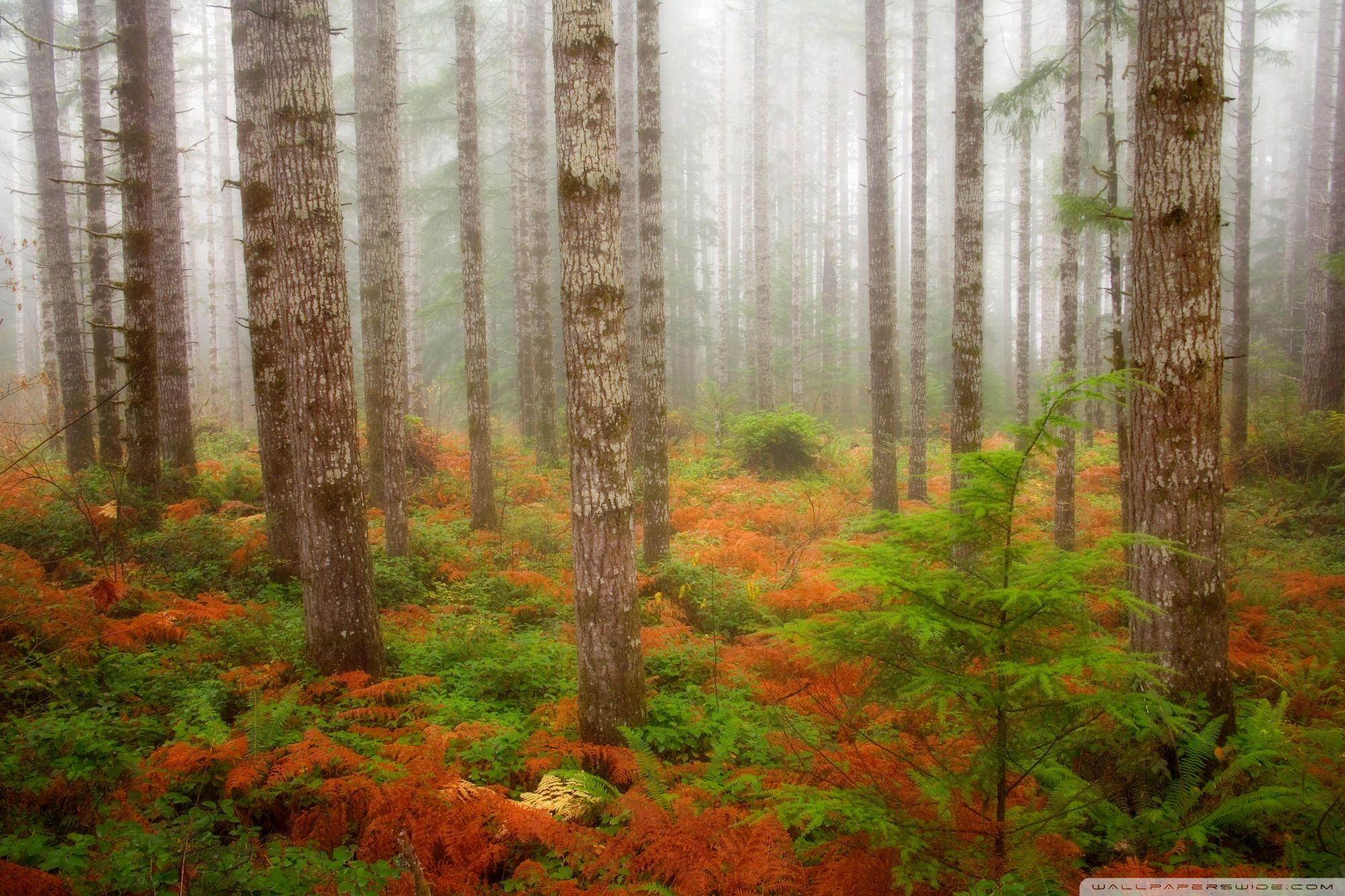 2000x1333 Foggy Fall Forest Olympic National Forest Washington Ultra HD