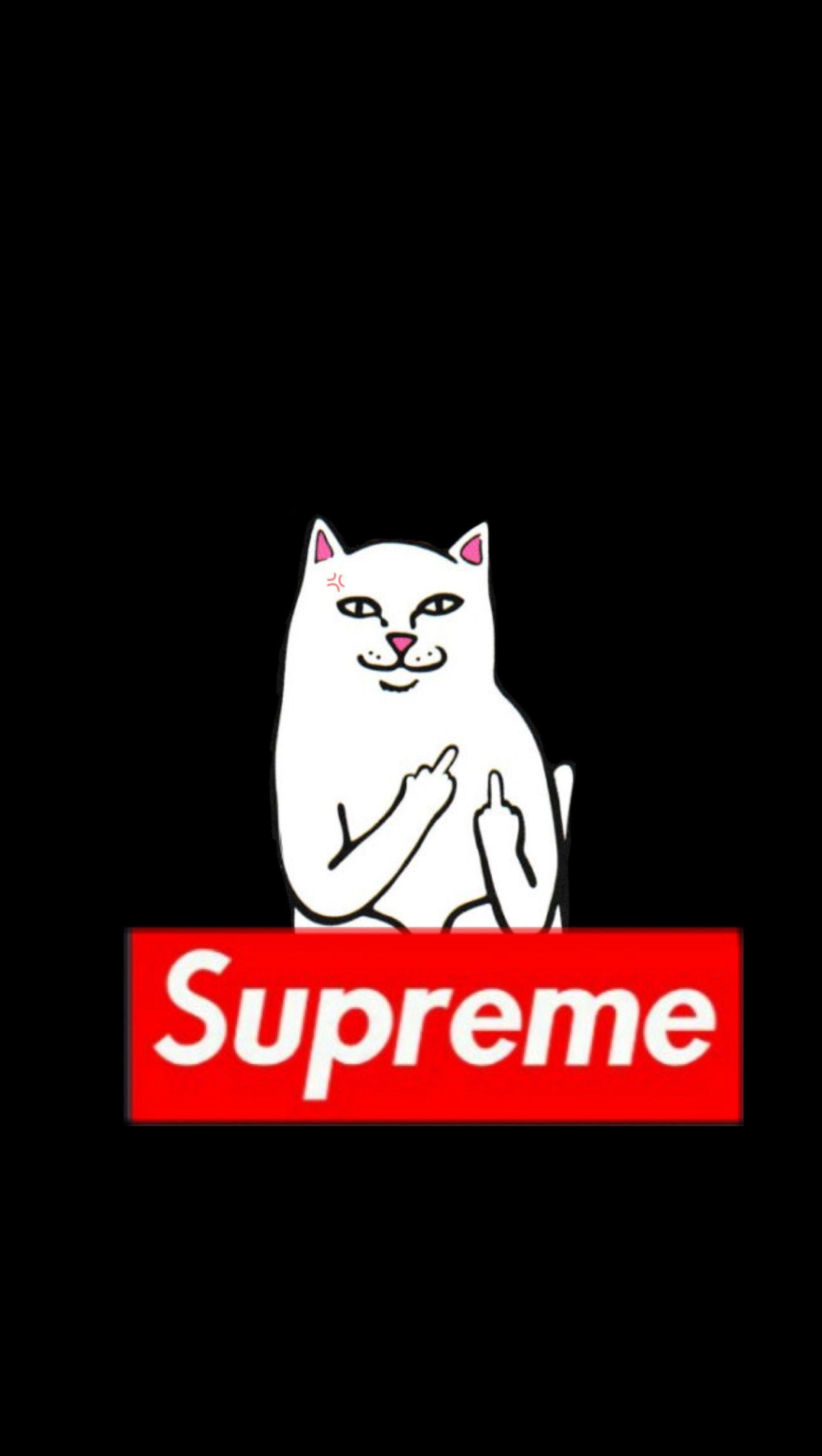 Supreme Cat Wallpapers Top Free Supreme Cat Backgrounds Wallpaperaccess