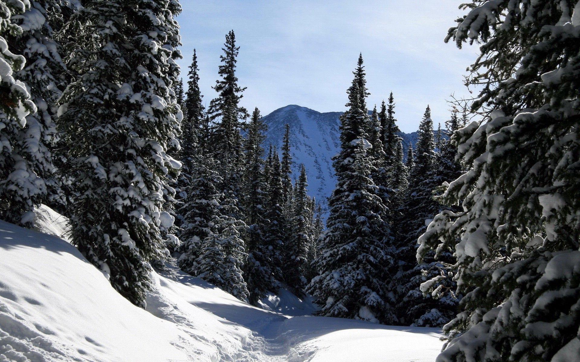 1920x1200 nature, Snow, Forest Wallpaper HD / Desktop and Mobile Background