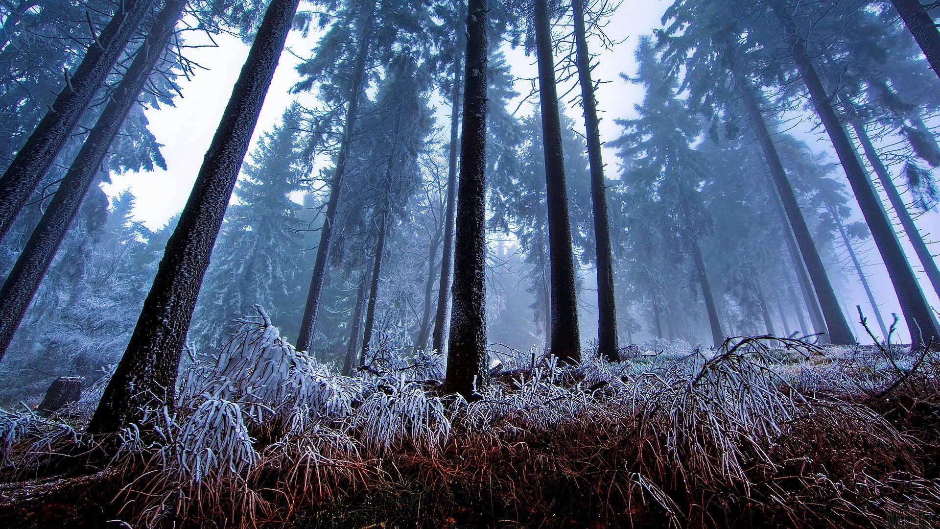 1920x1080 Winter Walk in Snow Forest Wallpaper. HD Desktop Background