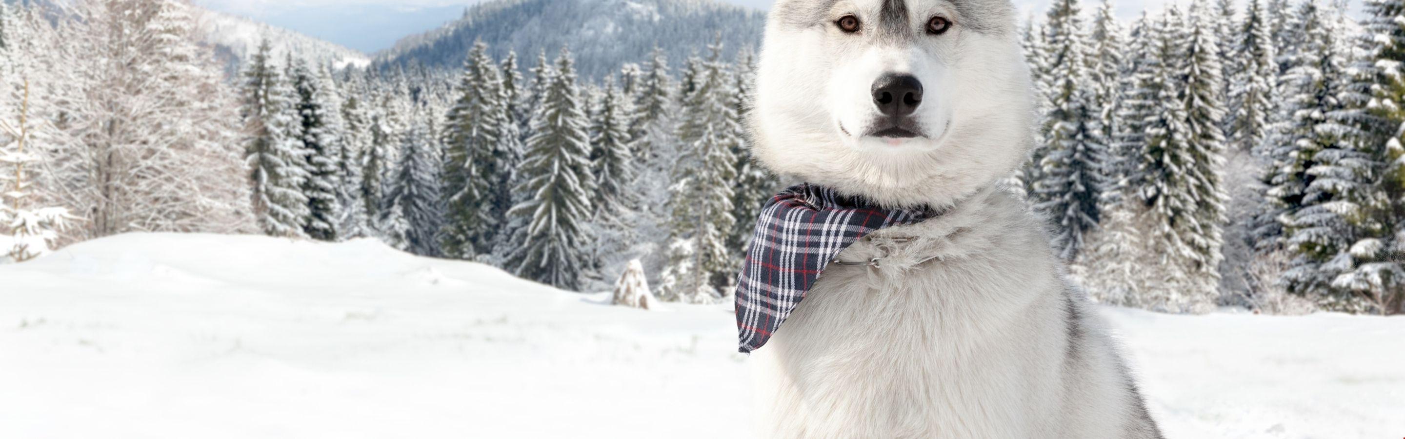 2880x900 4k Huskies, Dog, cún con, tuyết, rừng, mùa đông, trắng, động vật, vật nuôi https://wallpaperaccess.com/full/298635.jpg