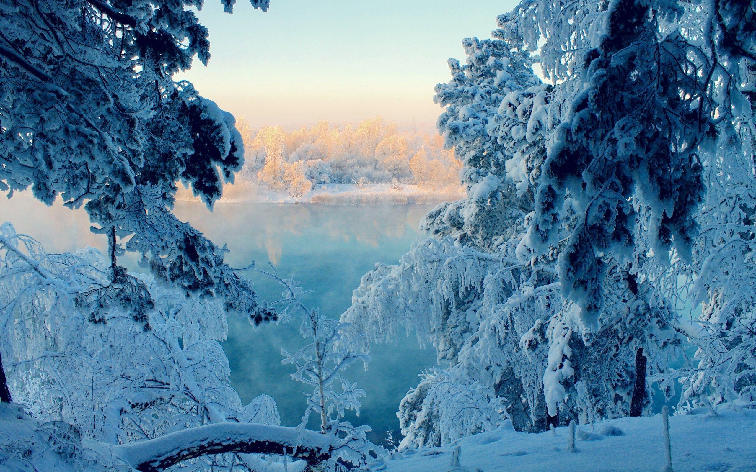 2560x1600 landscape snow forest wallpaper and background