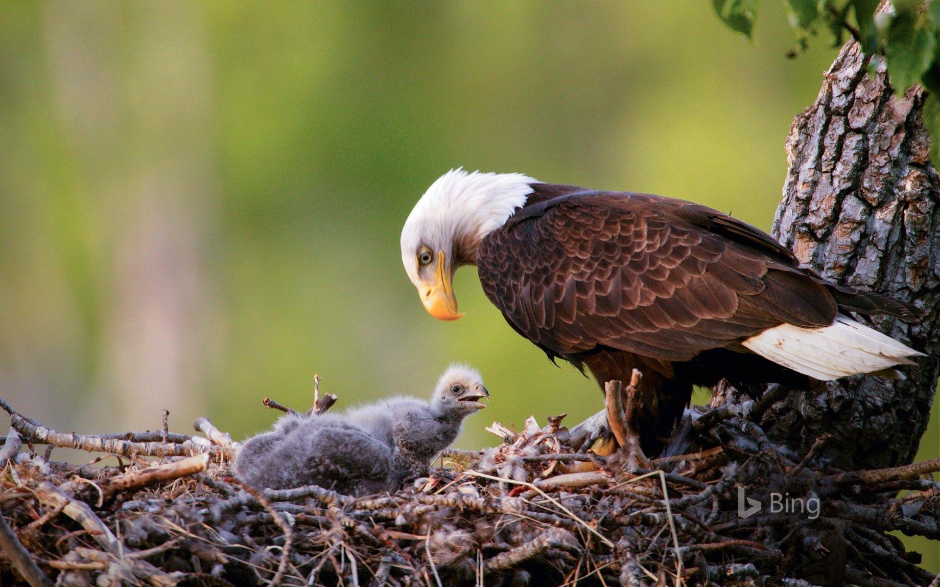 1920x1200 Bald eagles in Anchorage, Alaska