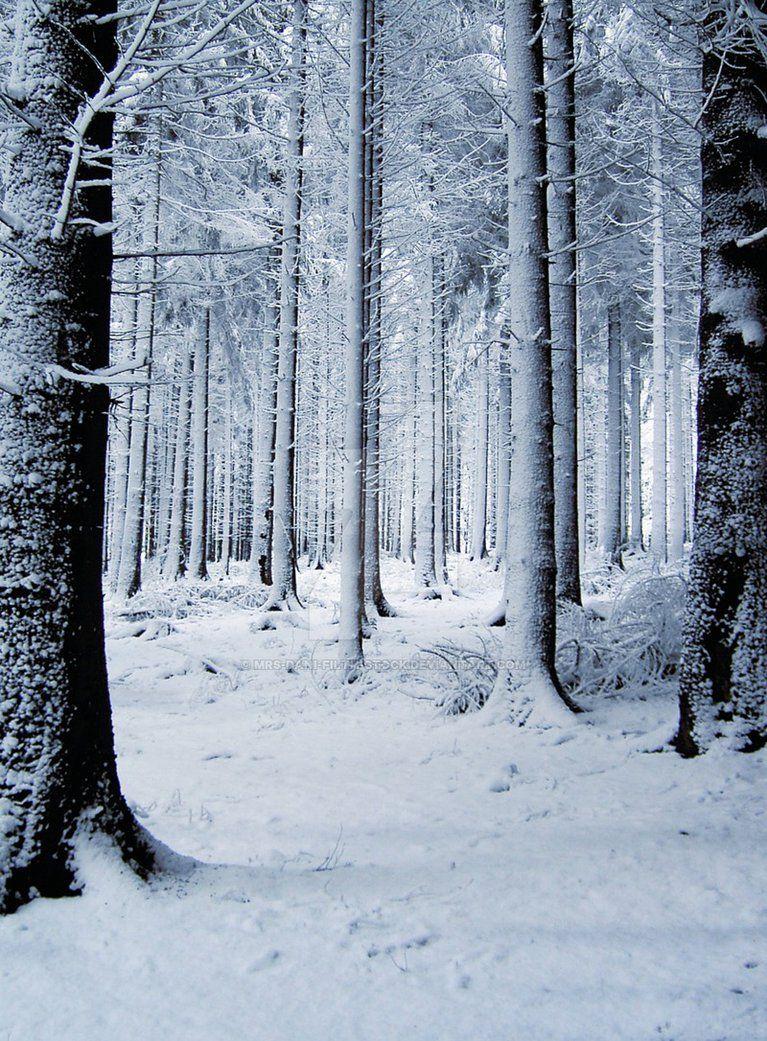 Snow Forest Wallpapers - Top Free Snow Forest Backgrounds - WallpaperAccess