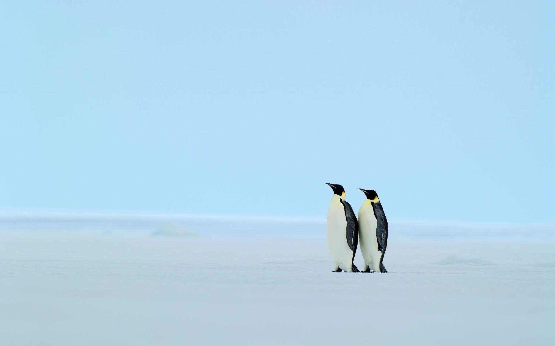 1920x1200 Cute Penguin Background