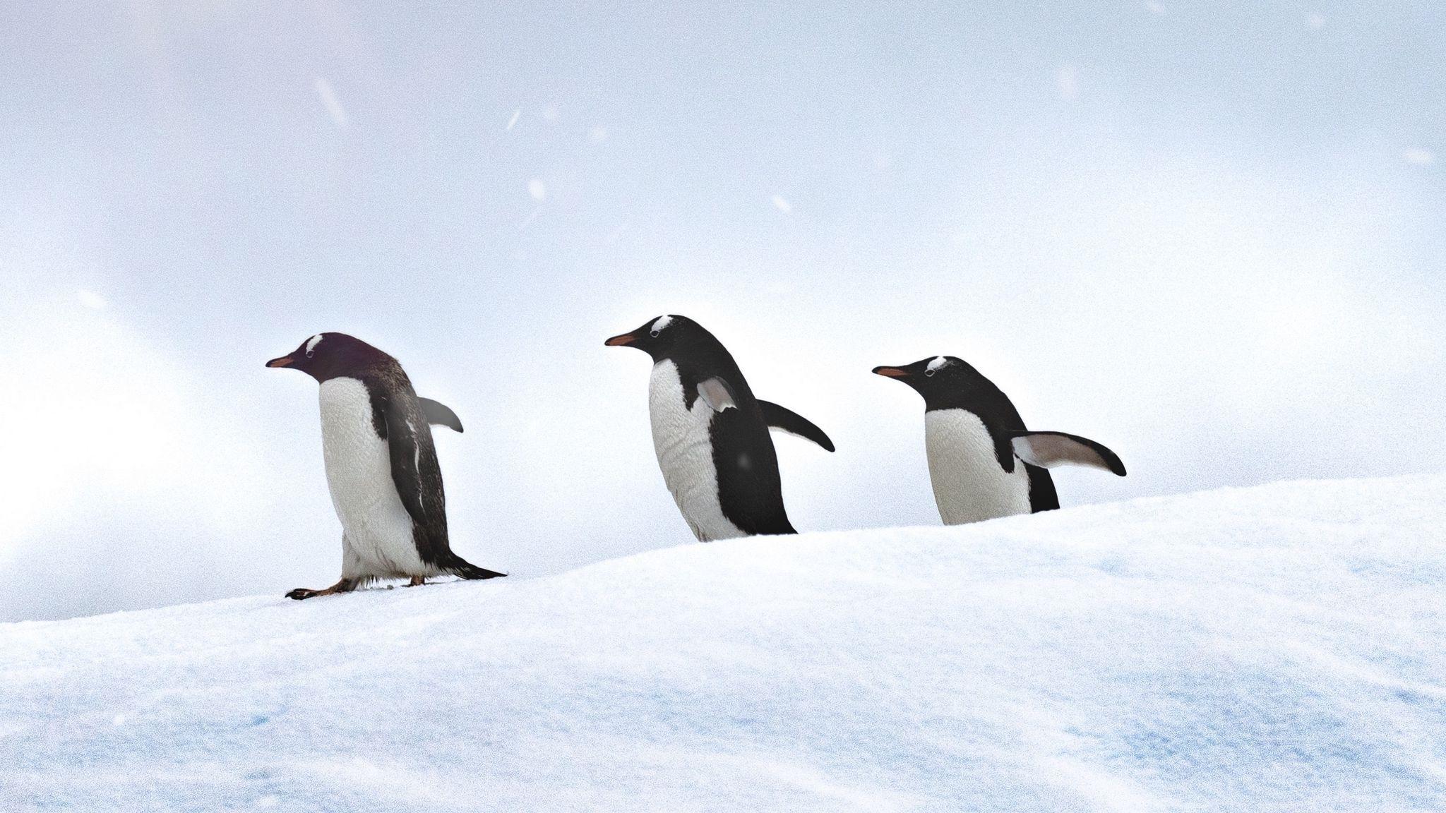 2048x1152 Download wallpaper 2048x1152 penguins, birds, snow, walk ultrawide