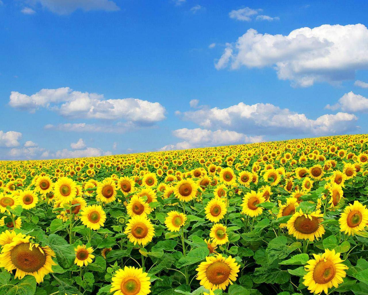 1280x1024 Full Screen Wallpaper Desktop
