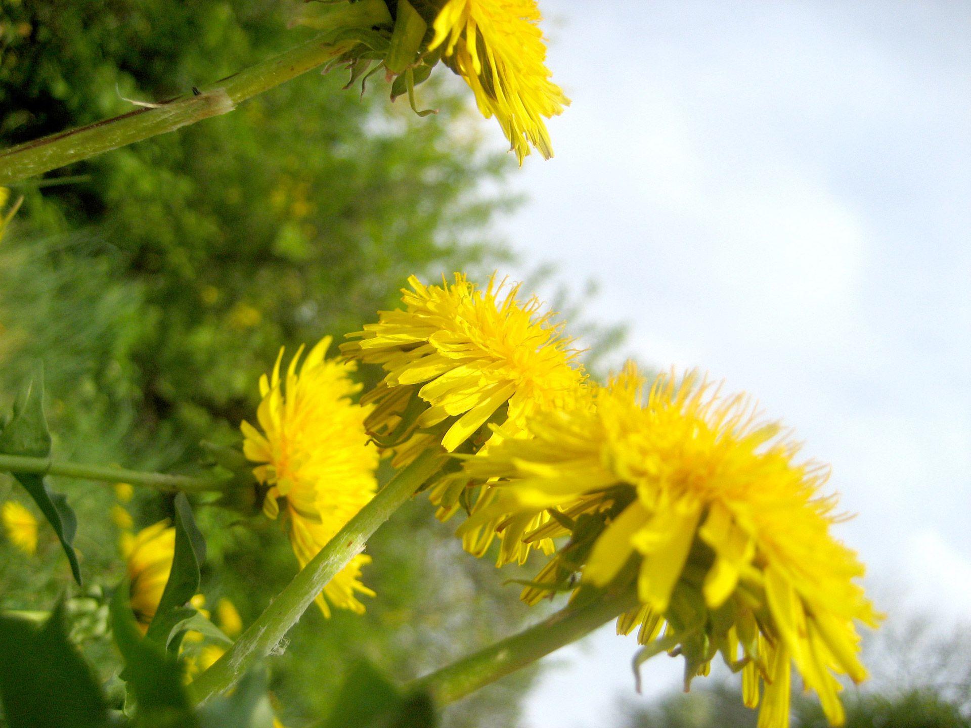 1920x1440 flowers wallpaper for desktop full size HD