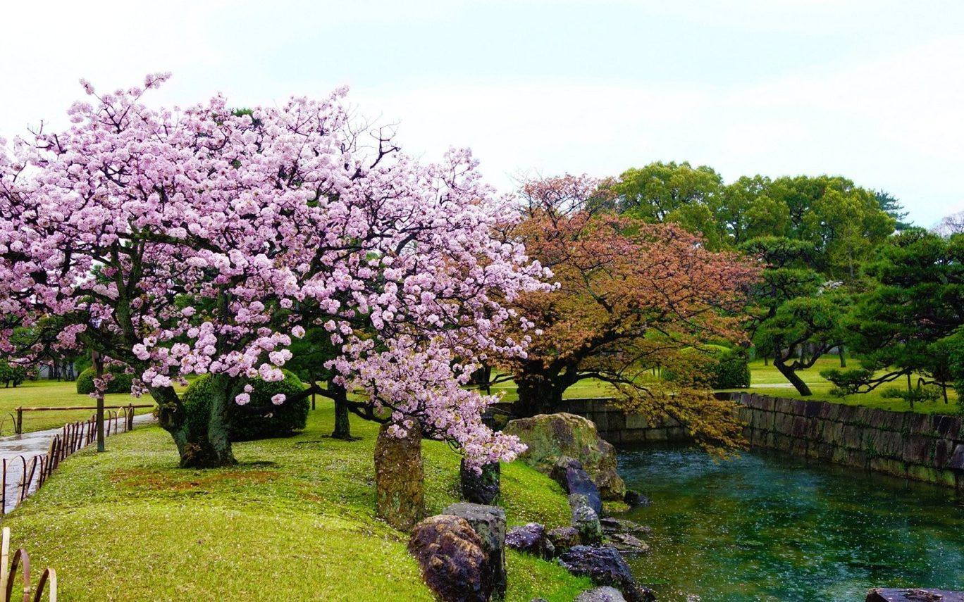 1368x855 Flowers Gardens Wallpaper For Desktop Full Size These