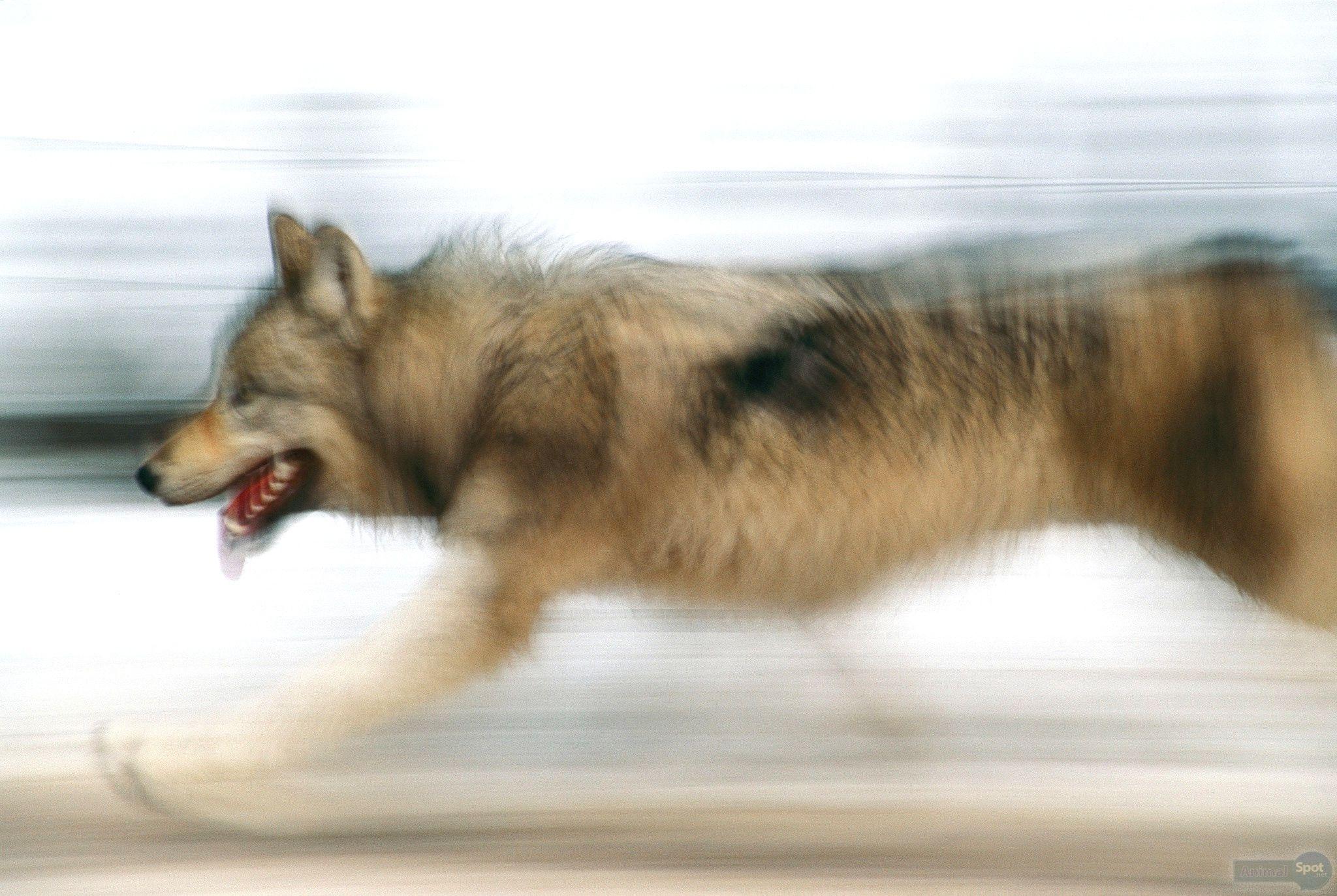 2048x1373 Wolf Wallpaper